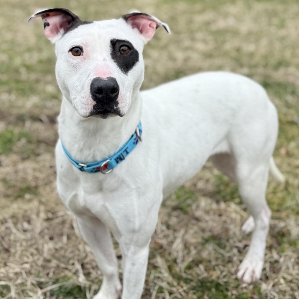 Enlarge Freckles, a Adoptable mixed breed in Ridgely, MD image 4/6