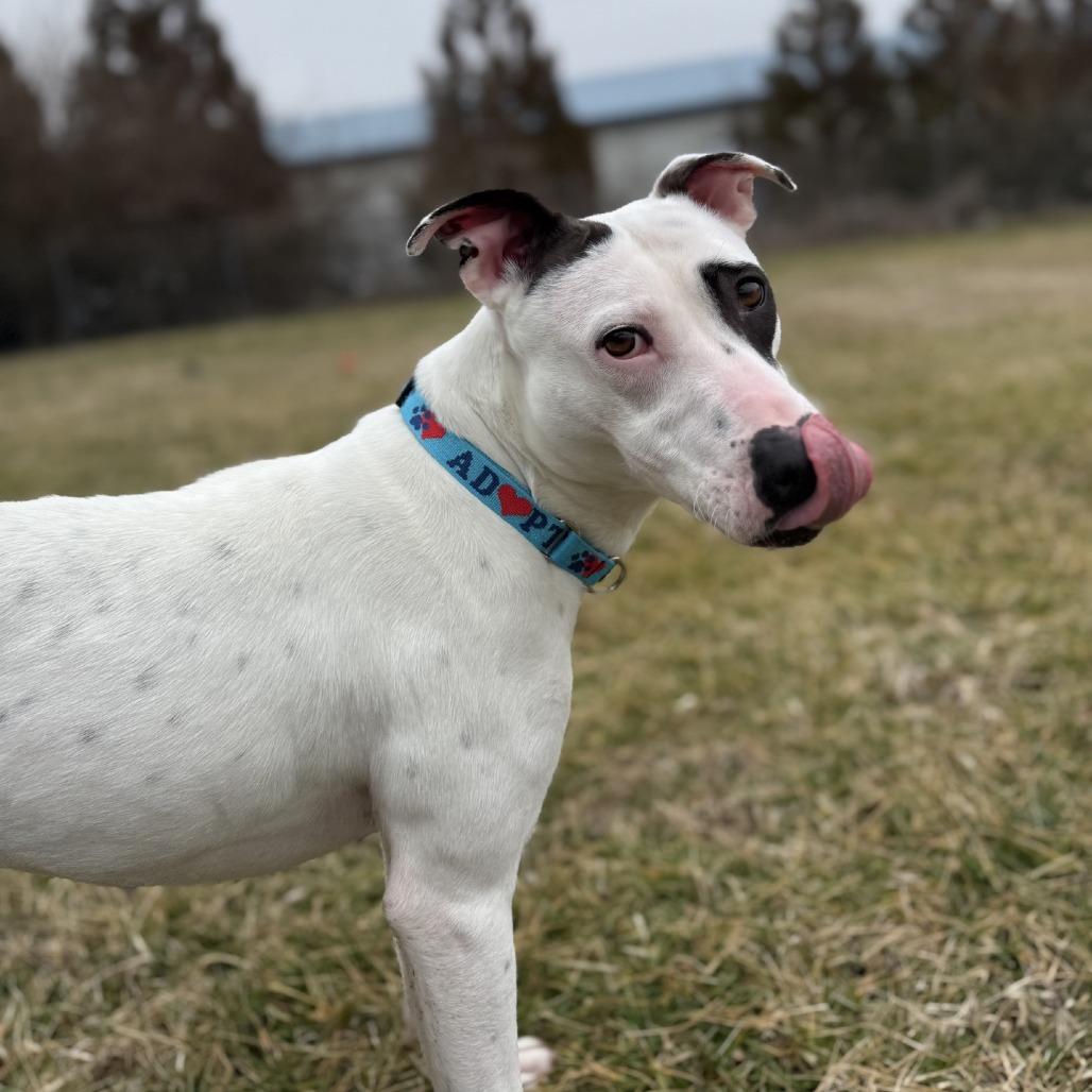 Enlarge Freckles, a Adoptable mixed breed in Ridgely, MD image 5/6