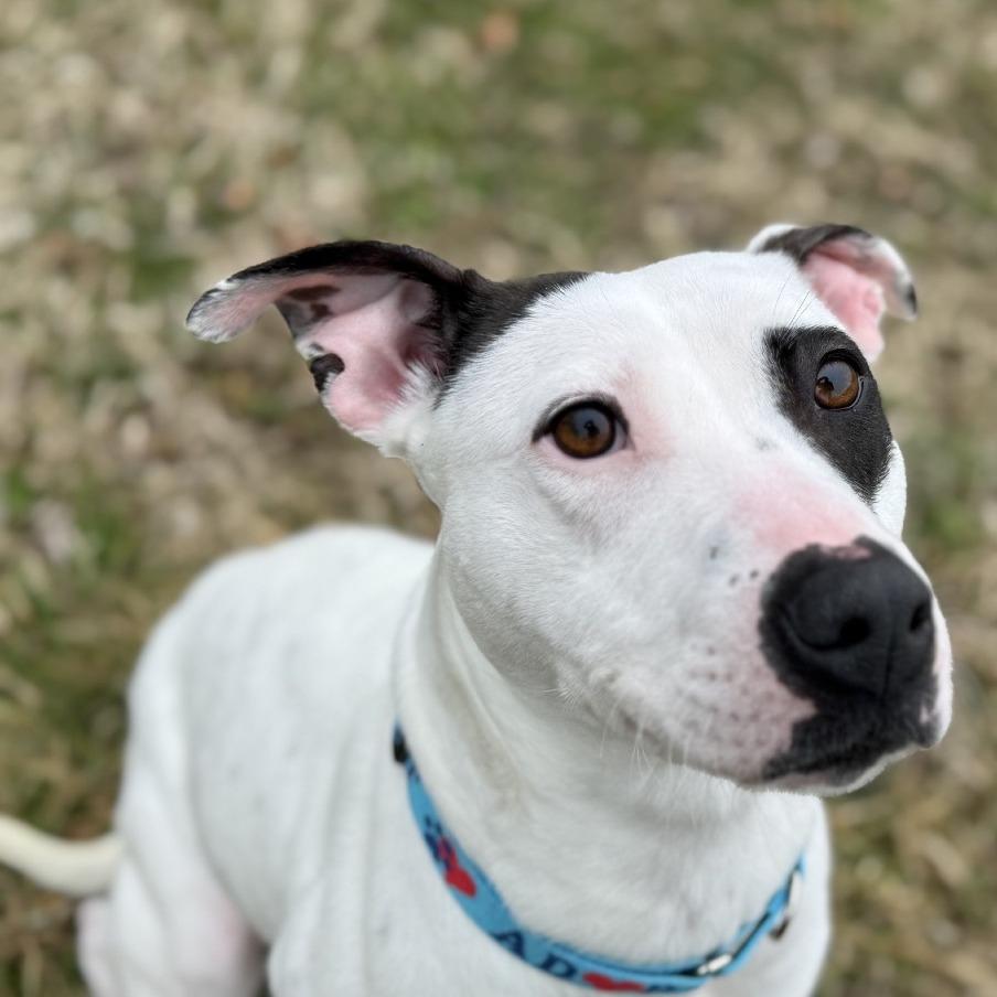 Enlarge Freckles, a Adoptable mixed breed in Ridgely, MD image 6/6