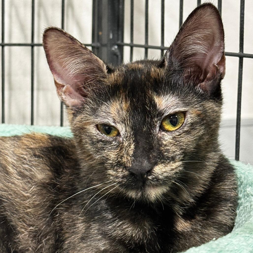 Disney, a Adoptable Domestic Short Hair in Bradenton, FL image 2/2