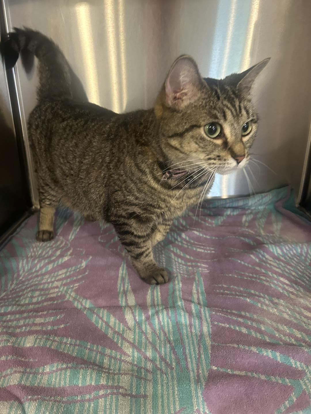 Abby, Adoptable, Adult Female Domestic Short Hair.