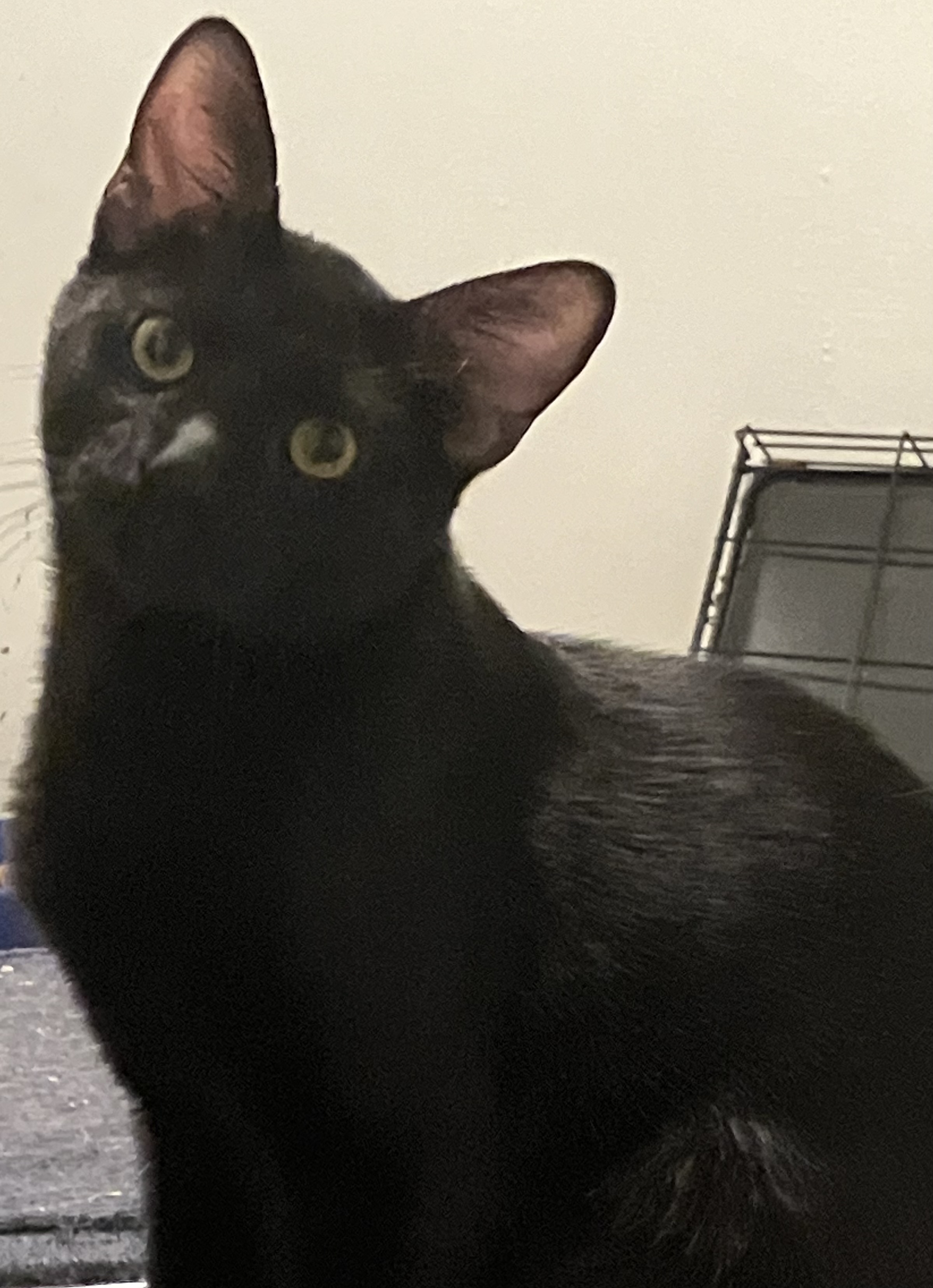Epona, Young Female Domestic Short Hair