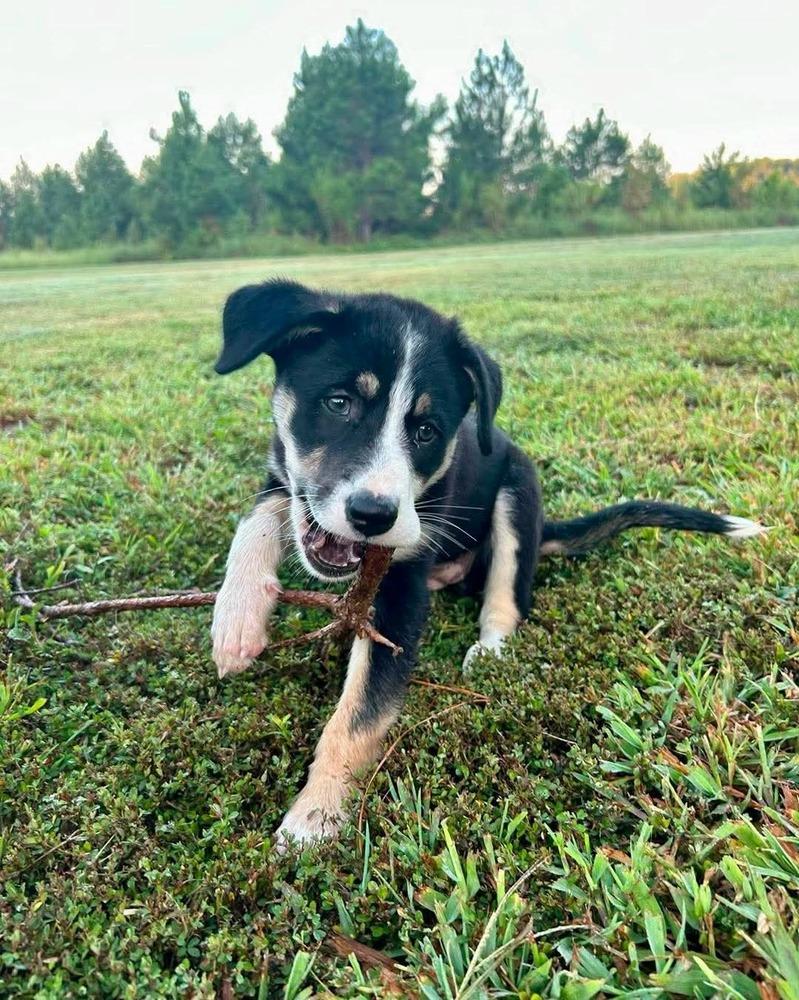 Enlarge Maple, a Adopted mixed breed in Wendell, NC image 2/4
