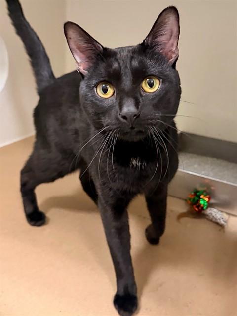 Enlarge DUSTY, a Adoptable Domestic Short Hair in Boston, MA image 1/1