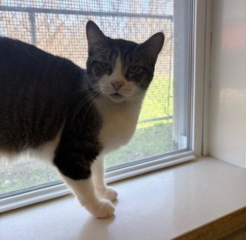 Little Man, Adoptable, Young Male Domestic Short Hair.