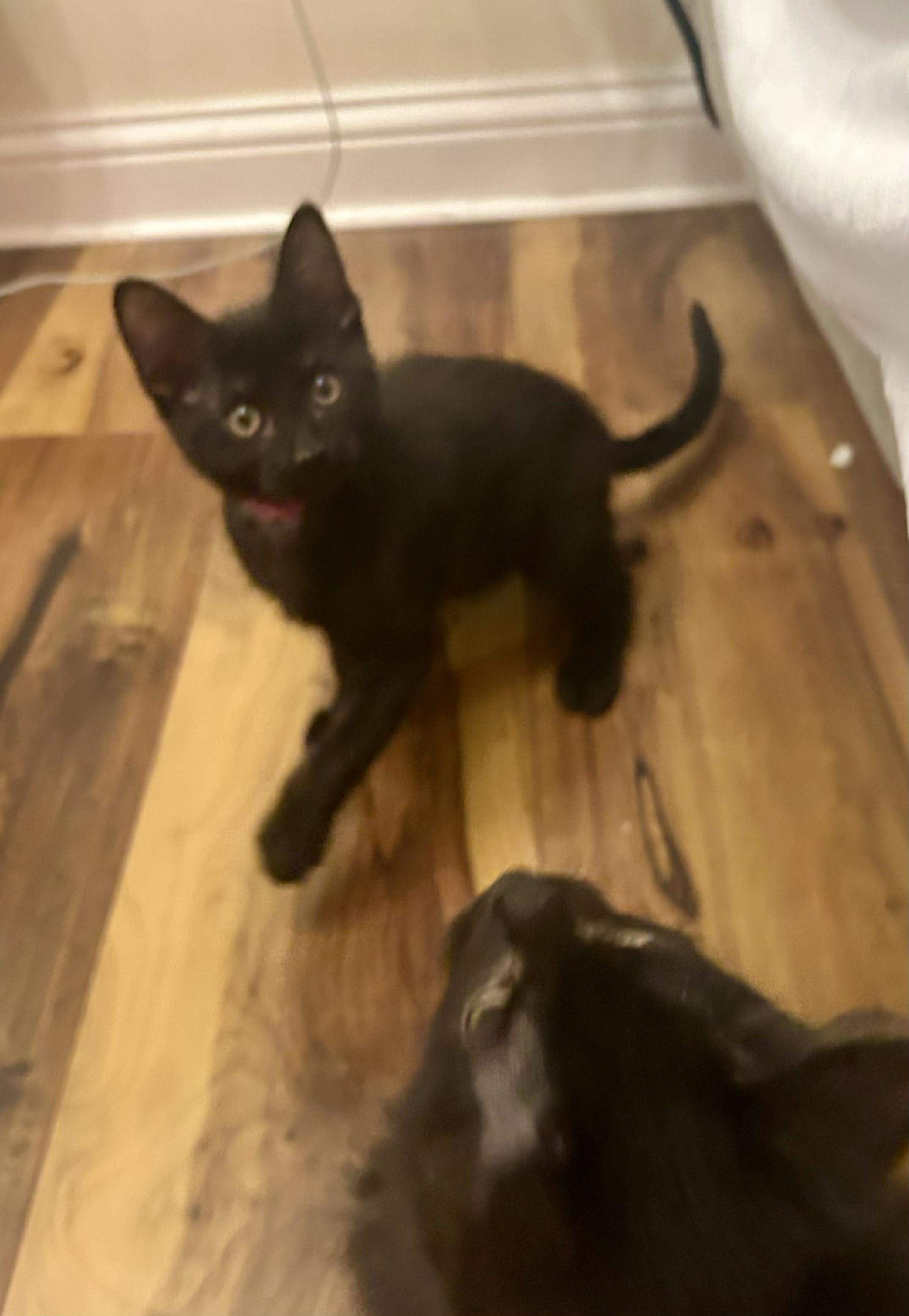 Enlarge Urlacher, a Adoptable mixed breed in Chicago, IL image 6/6