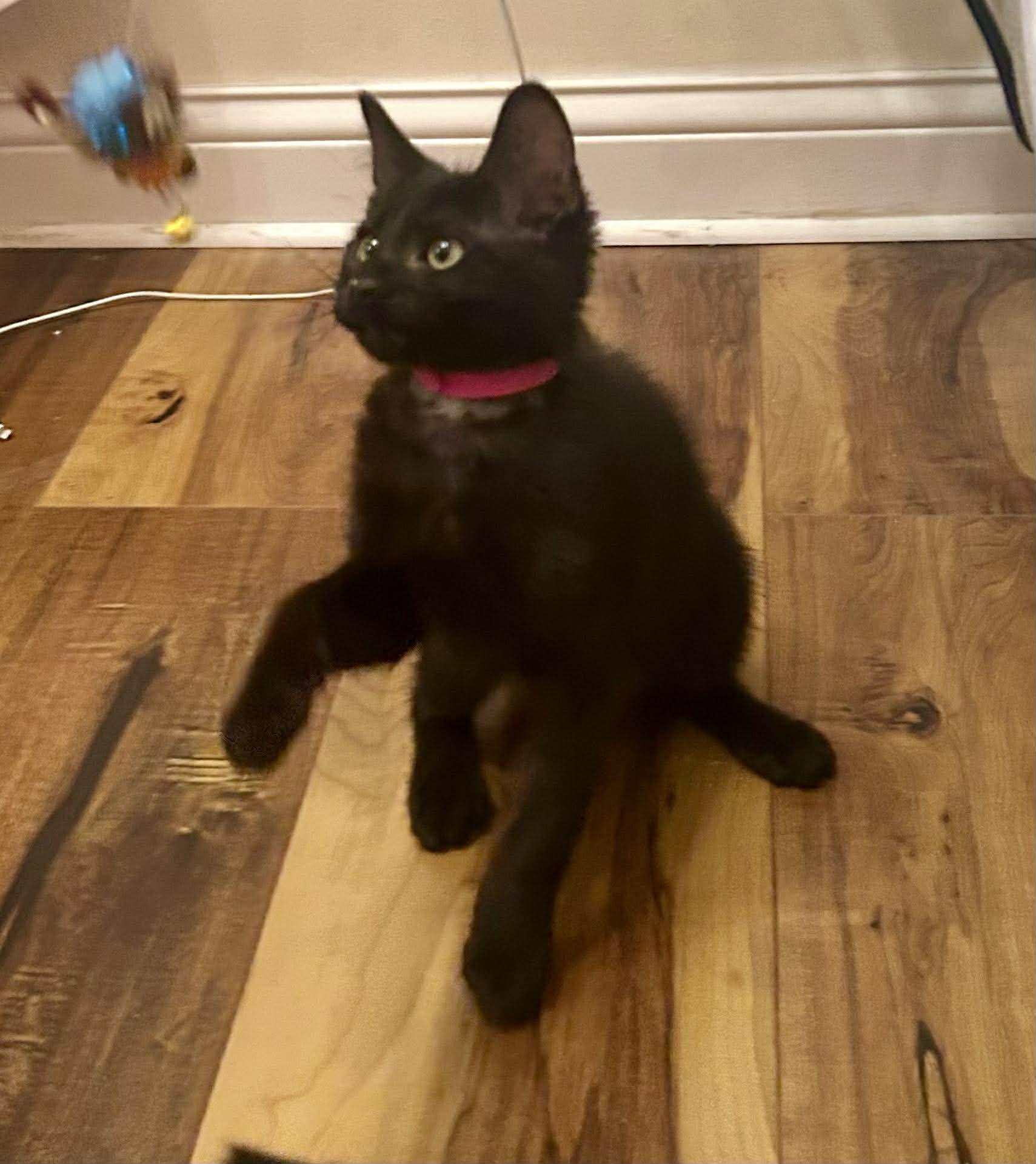 Enlarge Urlacher, a Adoptable mixed breed in Chicago, IL image 5/6