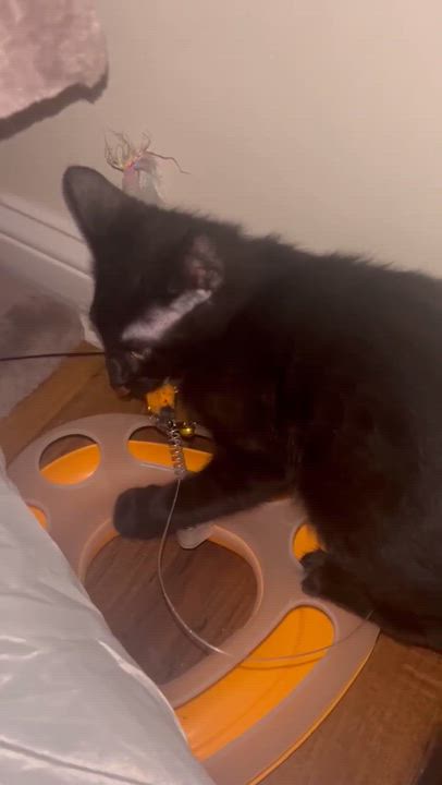 Enlarge Urlacher, a Adoptable mixed breed in Chicago, IL video 4/6