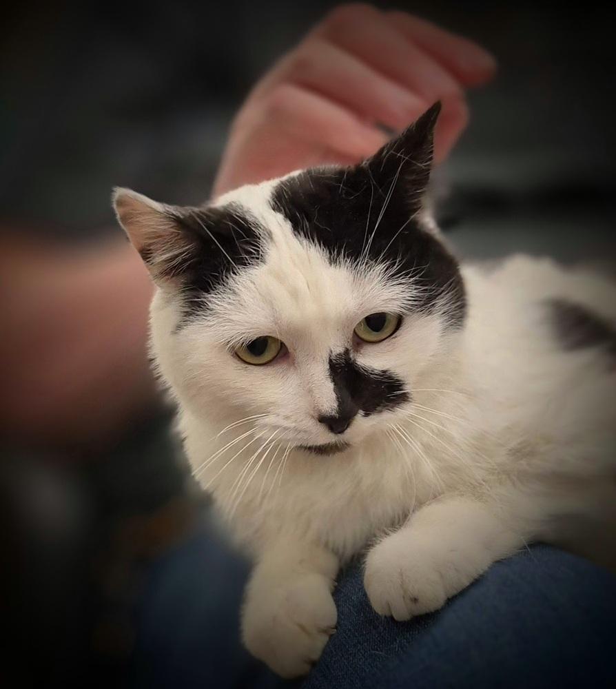 Enlarge Noomi, a Adoptable mixed breed in South Bend, IN image 1/6