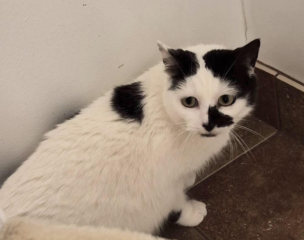 Enlarge Noomi, a Adoptable mixed breed in South Bend, IN image 2/6