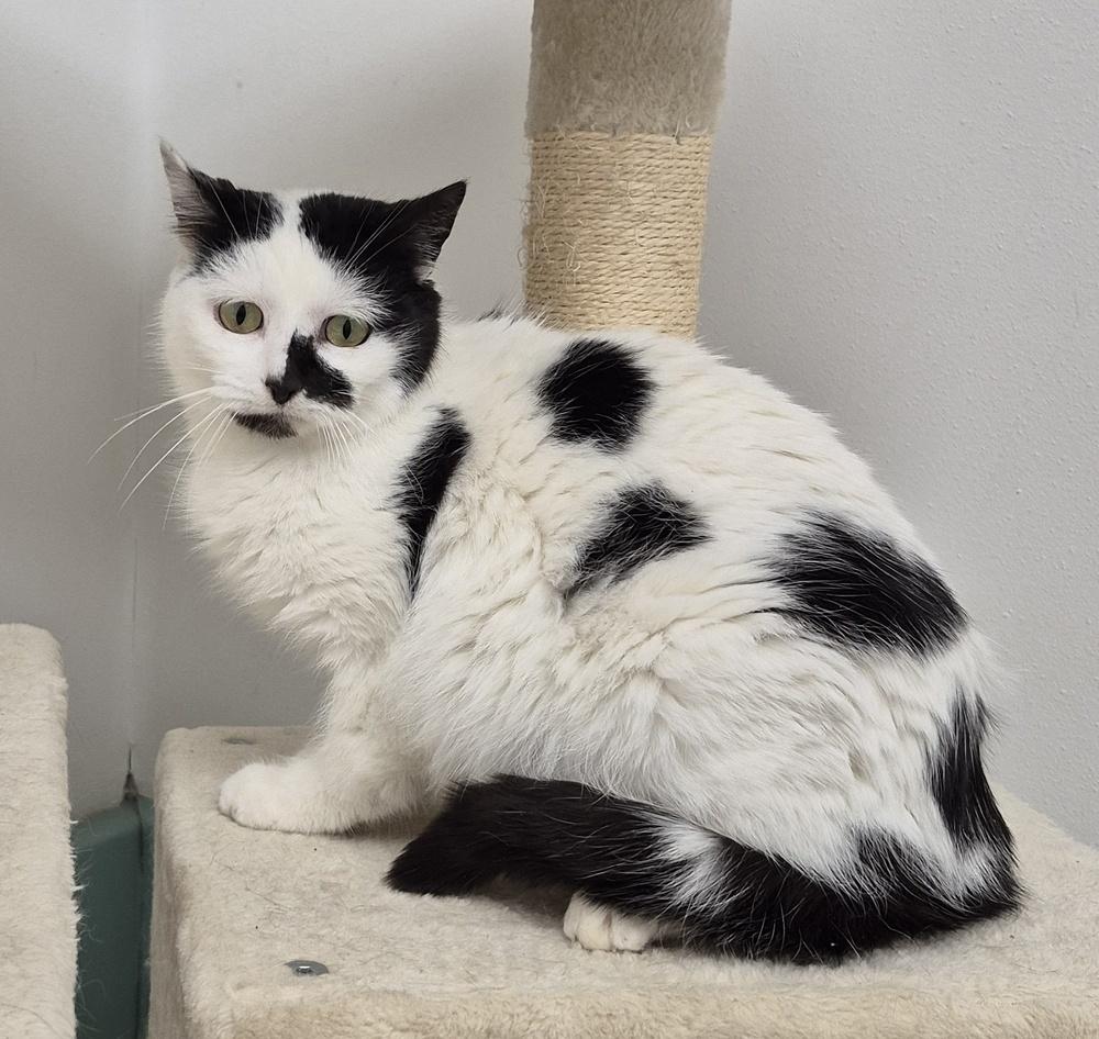 Enlarge Noomi, a Adoptable mixed breed in South Bend, IN image 3/6