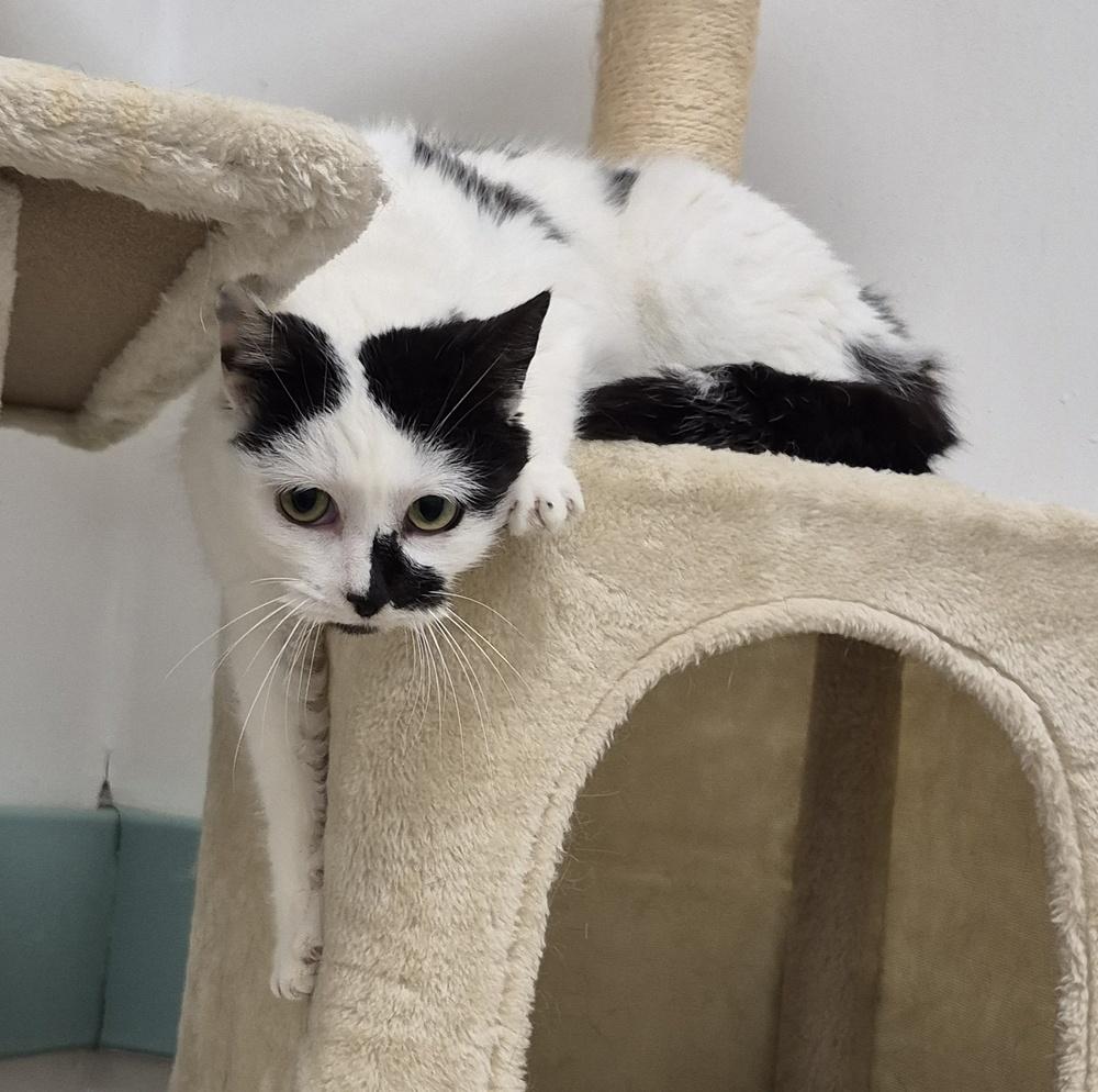 Enlarge Noomi, a Adoptable mixed breed in South Bend, IN image 4/6