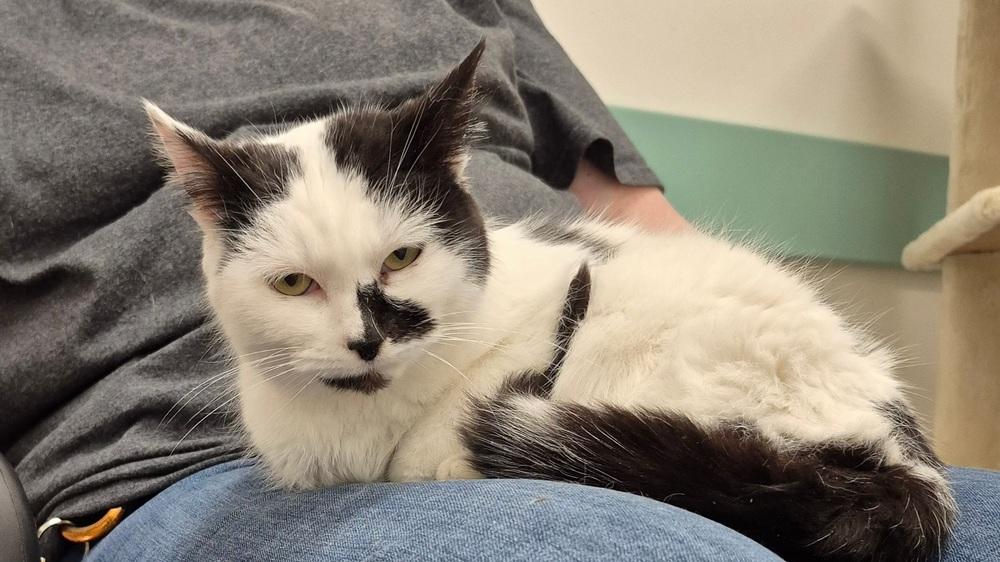 Enlarge Noomi, a Adoptable mixed breed in South Bend, IN image 5/6