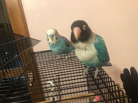 Enlarge Anakin, an adopted Lovebird in Salt Lake City, UT image 4/4