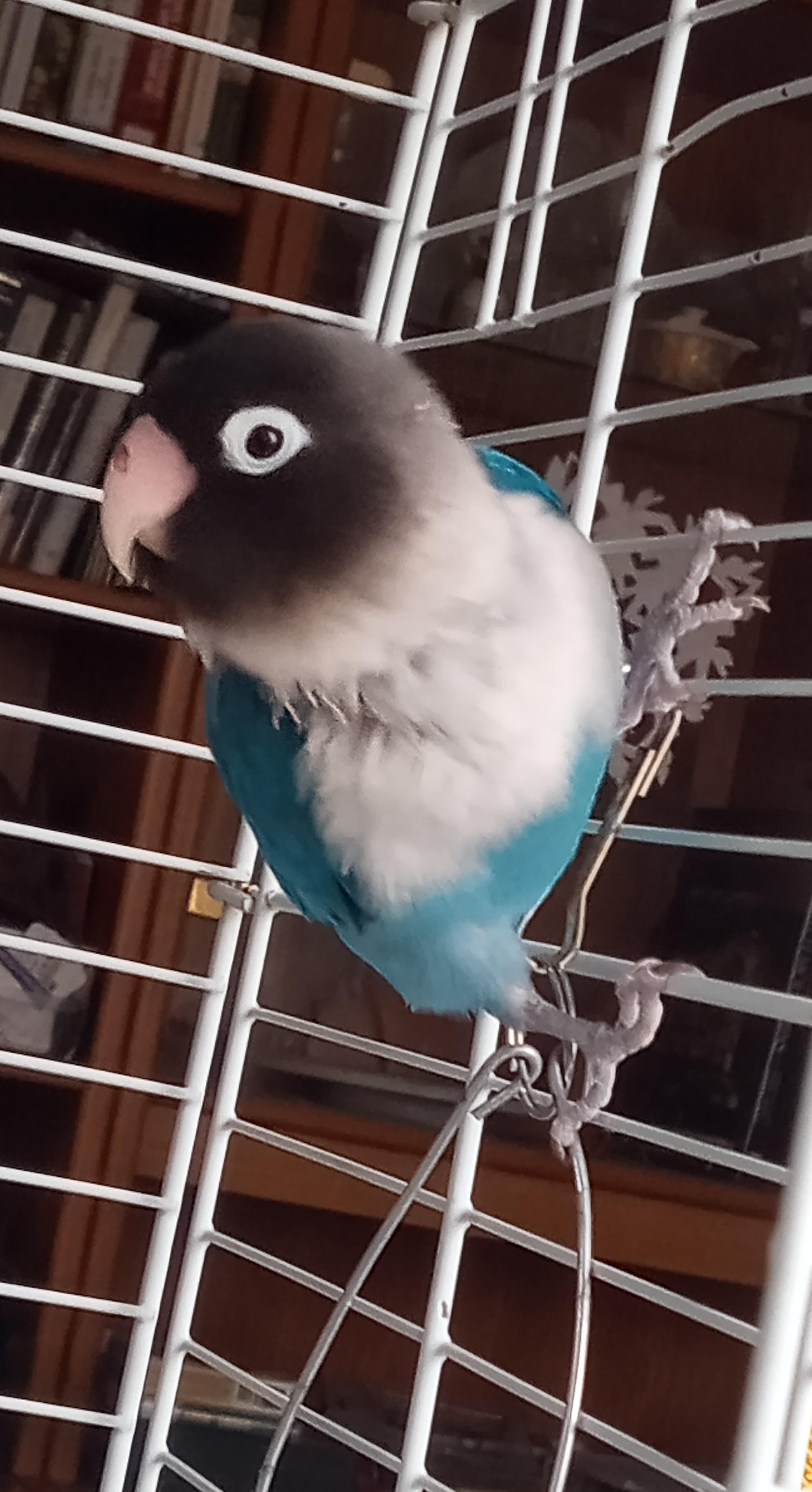 Enlarge Anakin, a Adoptable Lovebird in Salt Lake City, UT image 1/2