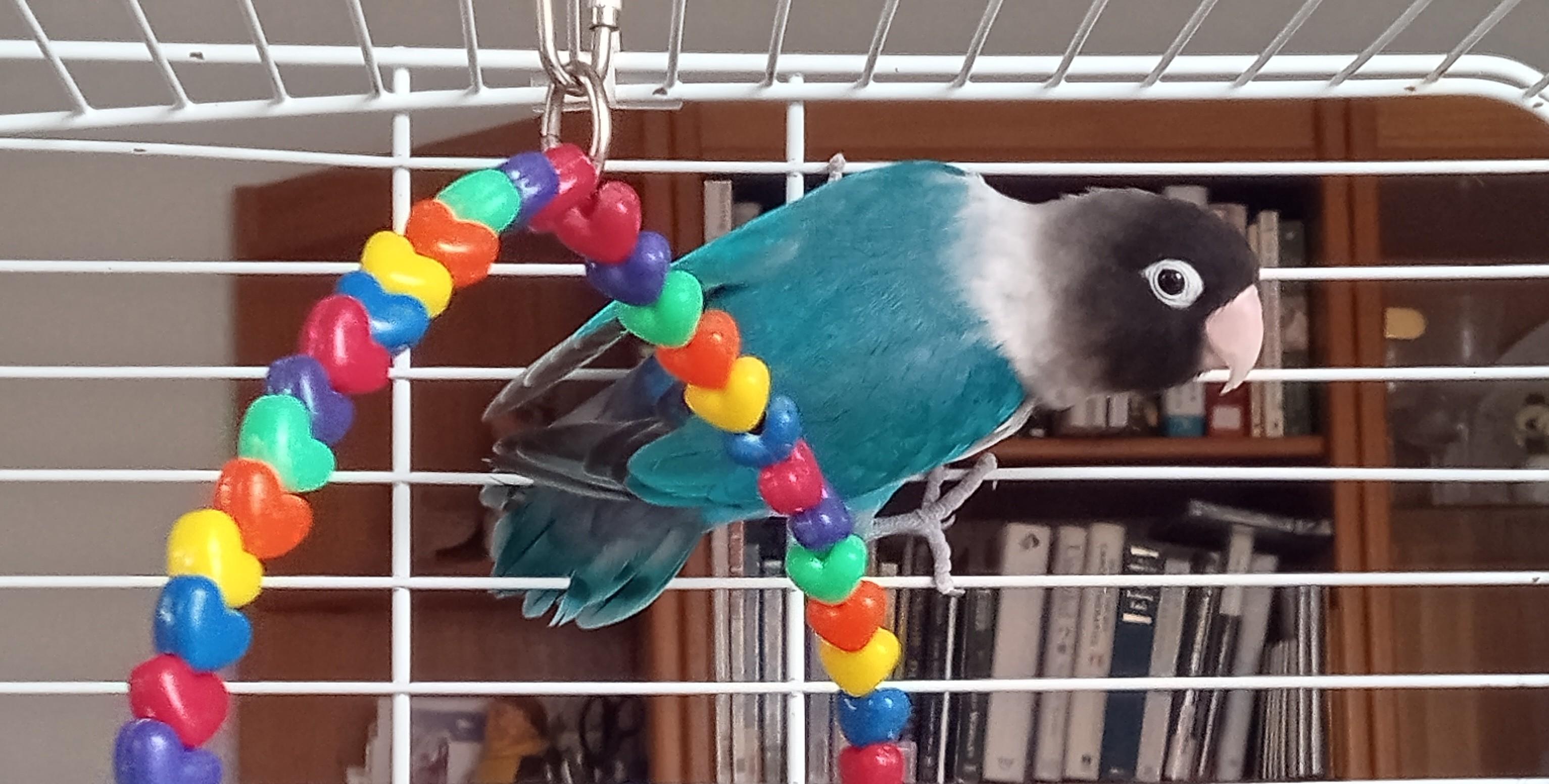 Enlarge Anakin, a Adoptable Lovebird in Salt Lake City, UT image 2/2