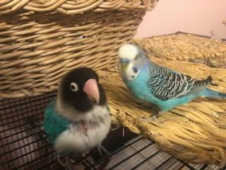 Enlarge Anakin, an adopted Lovebird in Salt Lake City, UT image 3/4