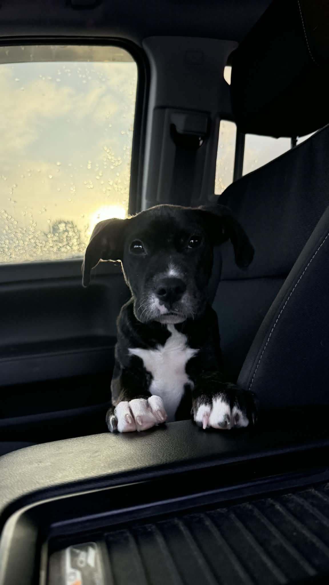 Enlarge Fajita - In Foster, a ADOPTABLE mixed breed in Kalamazoo, MI image 2/2