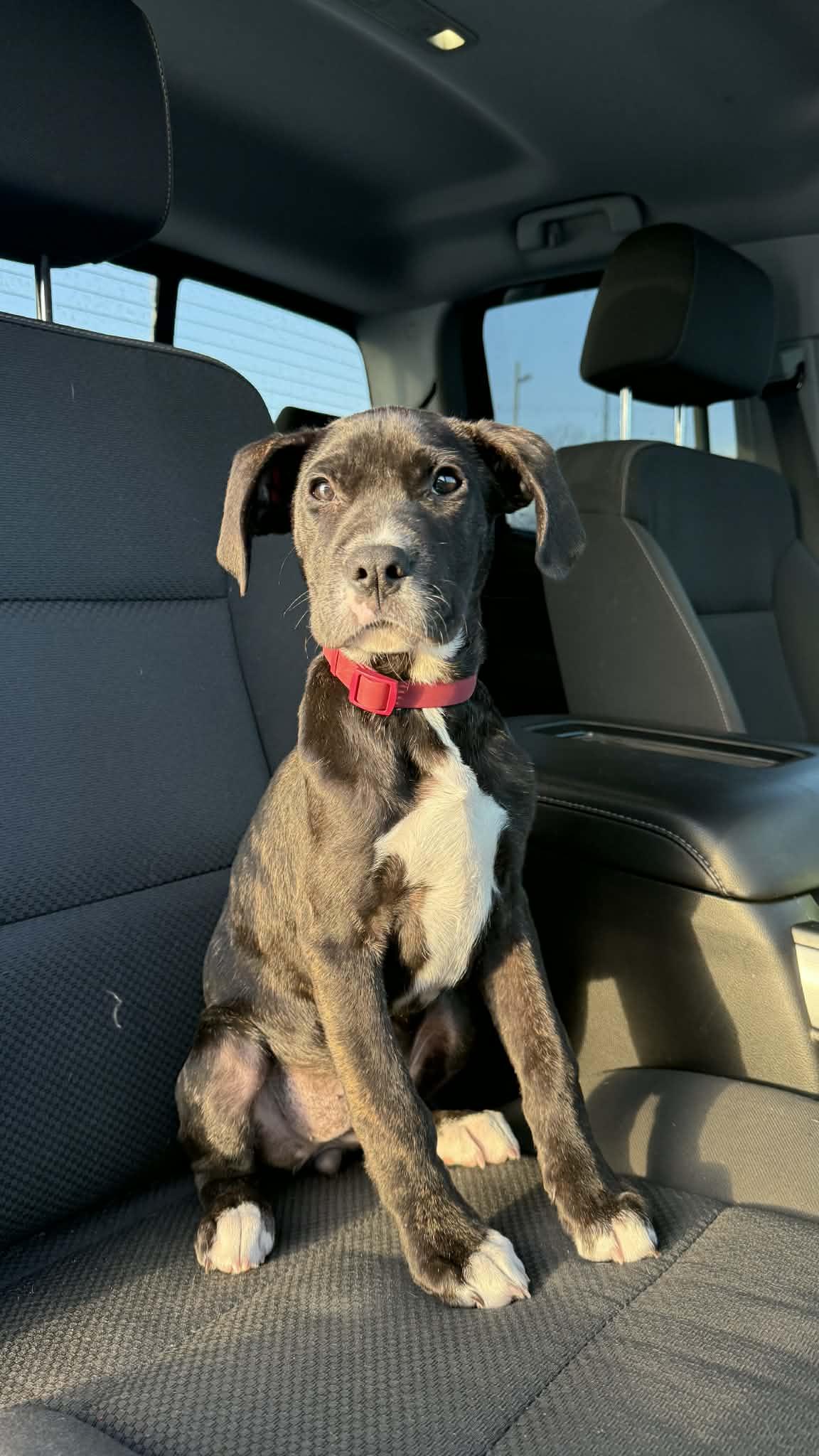 Enlarge Fajita - In Foster, a ADOPTABLE mixed breed in Kalamazoo, MI image 1/2