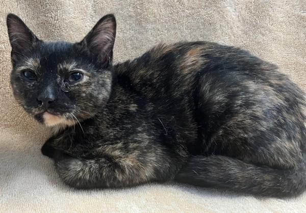 Miranda, Adoptable, Kitten Female Domestic Short Hair.