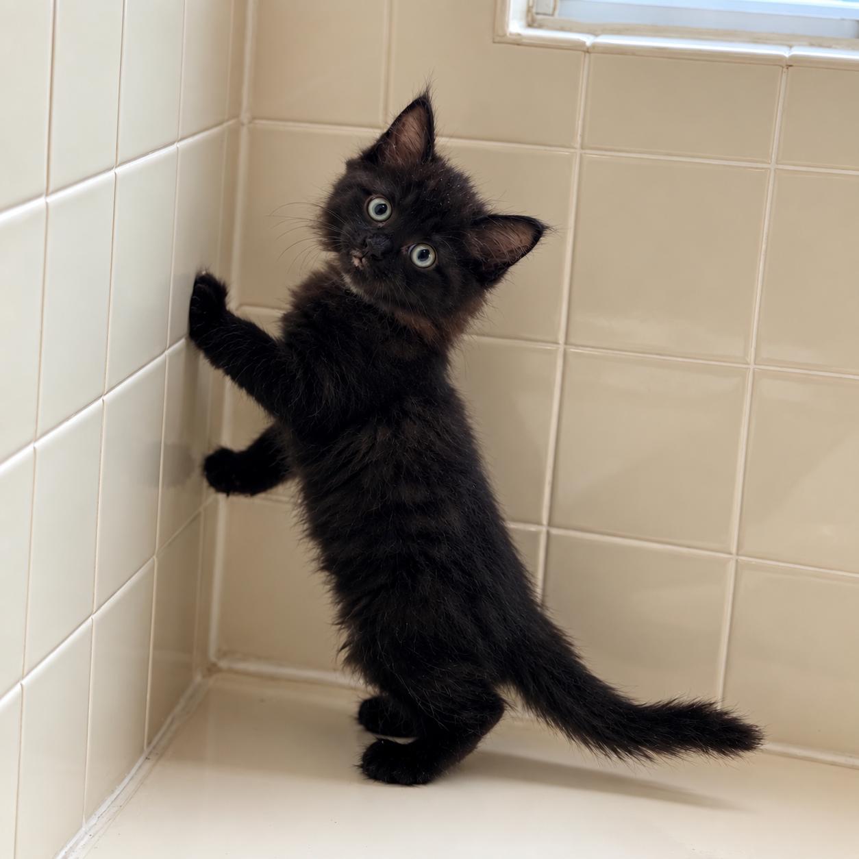 Enlarge Colby, a Adoptable Domestic Long Hair in Hillsborough, NJ image 4/6