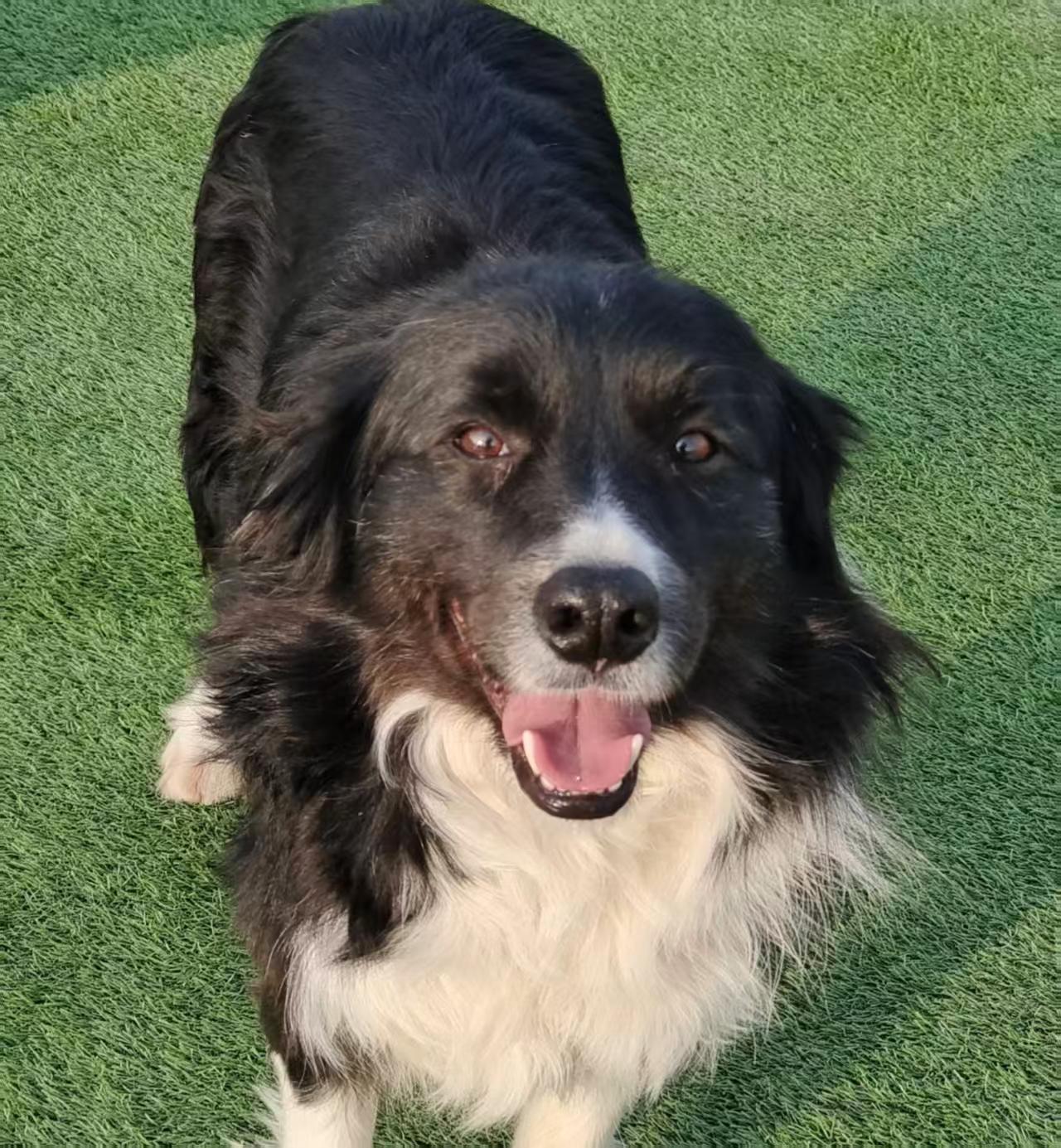 Enlarge Major, an adopted Border Collie in Toronto, ON image 2/6