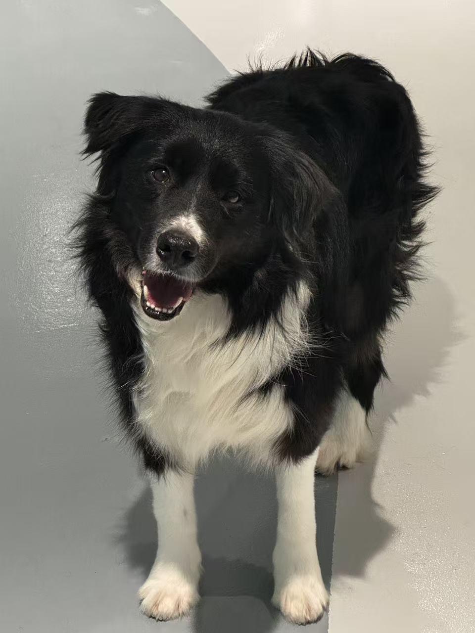 Major, ADOPTABLE, Adult Male Border Collie.