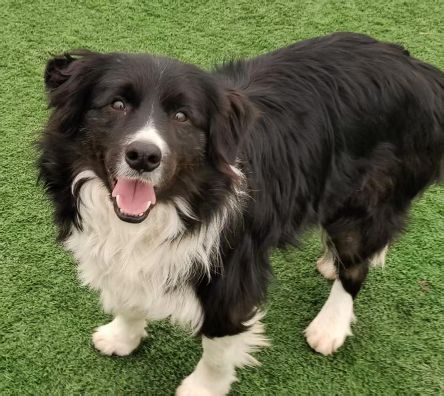 Enlarge Major, an adopted Border Collie in Toronto, ON image 3/6