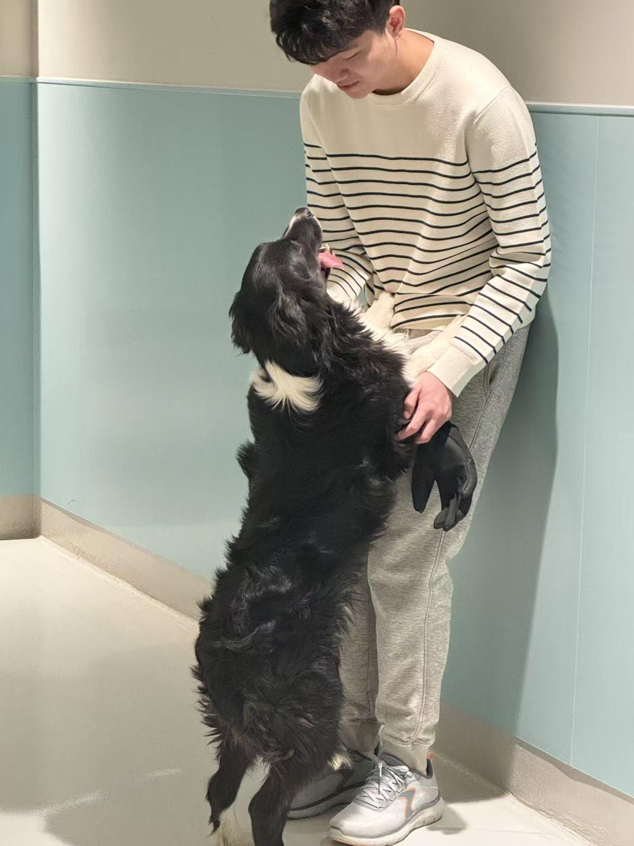 Enlarge Major, an adopted Border Collie in Toronto, ON image 5/6