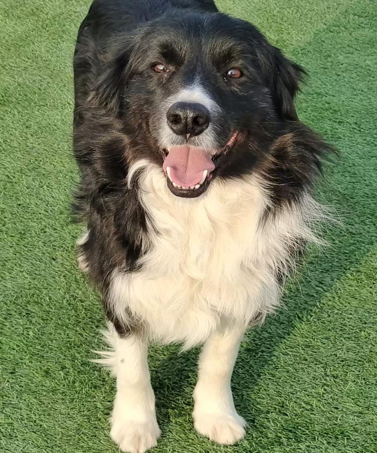 Enlarge Major, an adopted Border Collie in Toronto, ON image 4/6