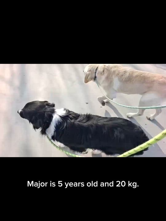 Enlarge Major, an adopted Border Collie in Toronto, ON video 6/6