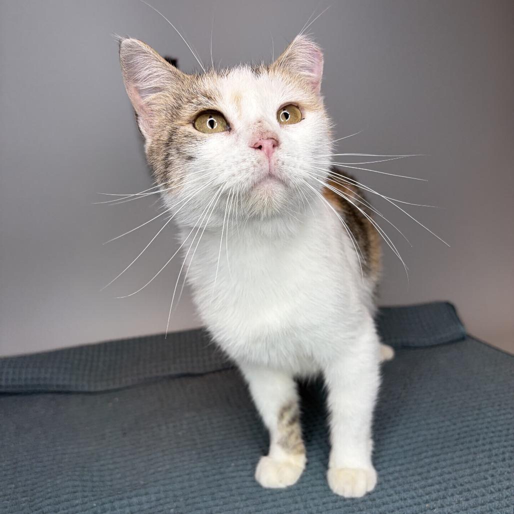 Enlarge Nela, a Adoptable Domestic Short Hair in San Antonio, TX image 1/5