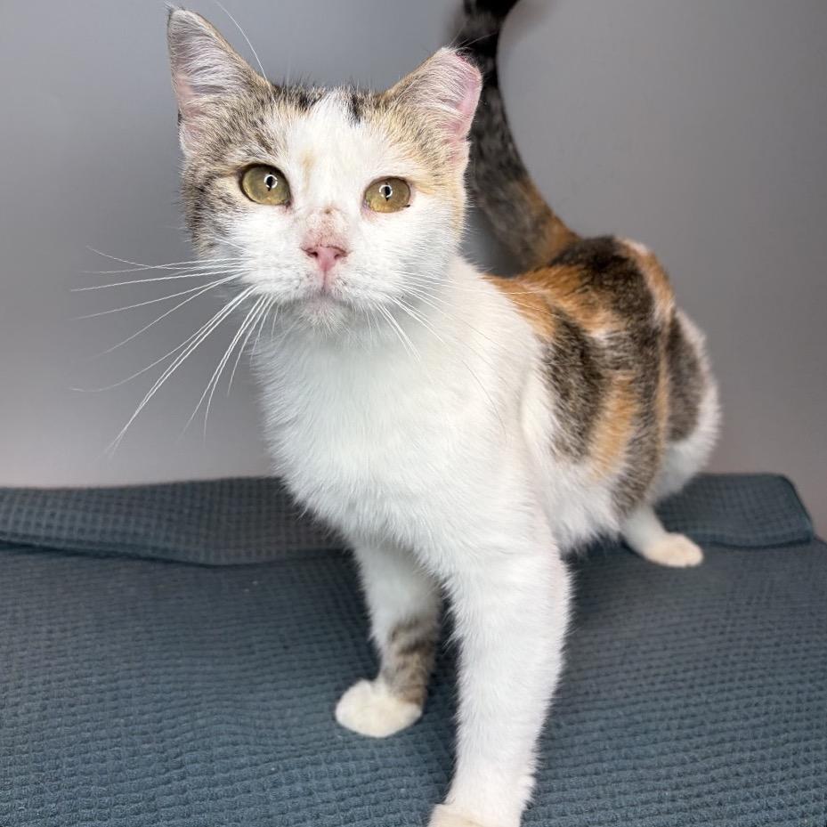 Nela, Adoptable, Adult Female Domestic Short Hair.