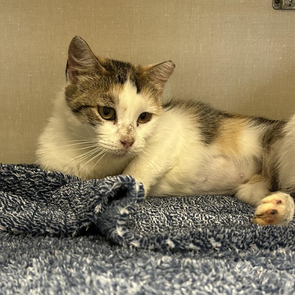 Nela, a Adoptable Domestic Short Hair in San Antonio, TX image 3/6