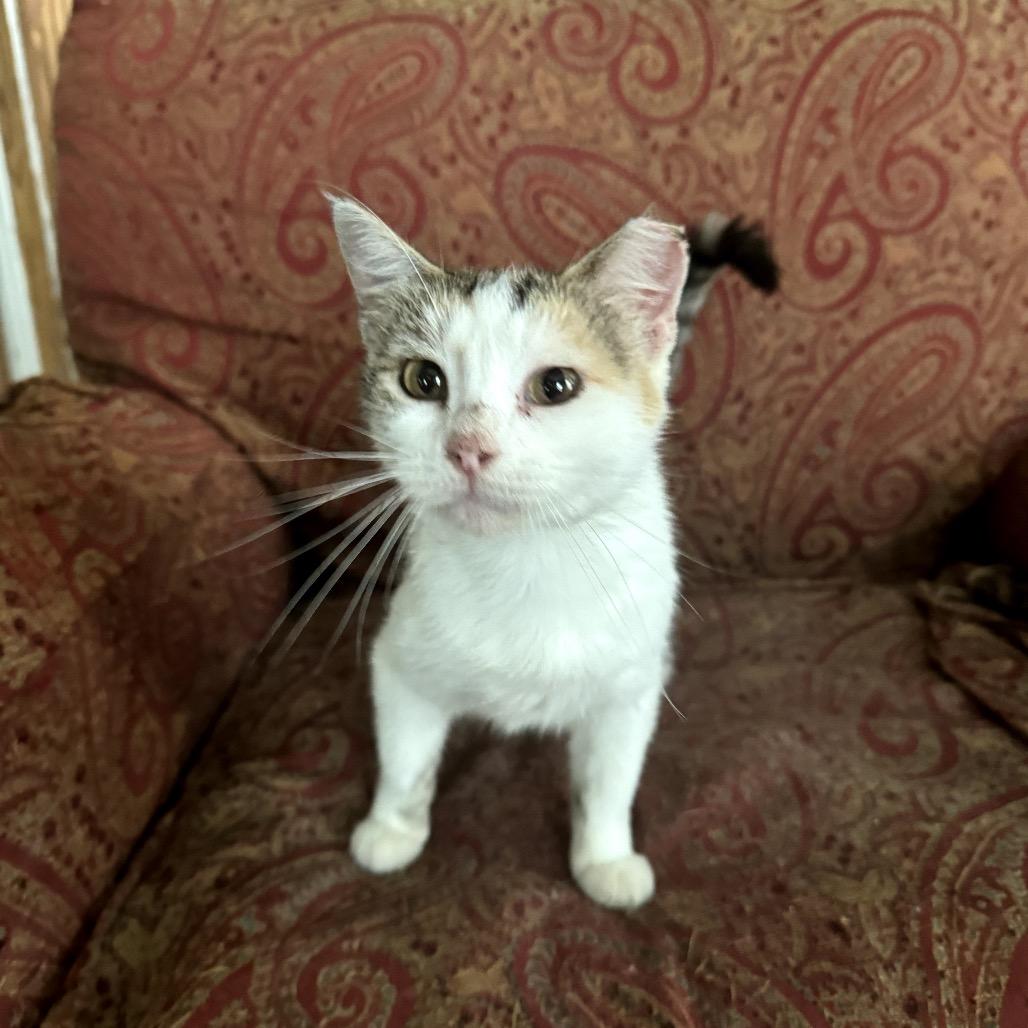 Nela, a Adoptable Domestic Short Hair in San Antonio, TX image 5/6