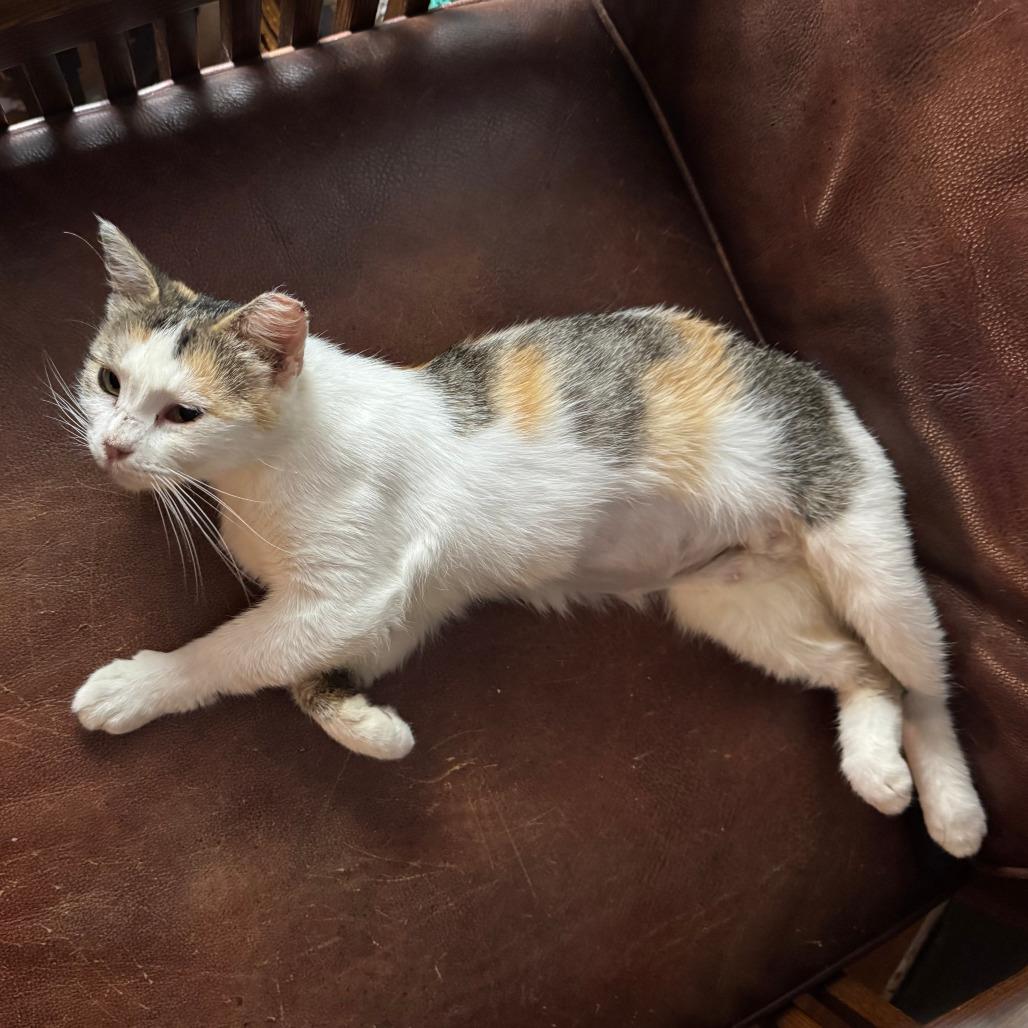 Nela, a Adoptable Domestic Short Hair in San Antonio, TX image 6/6