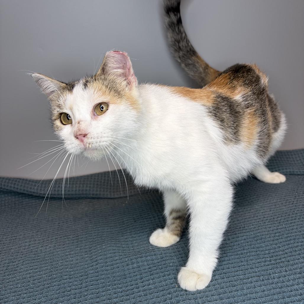 Enlarge Nela, a Adoptable Domestic Short Hair in San Antonio, TX image 5/5