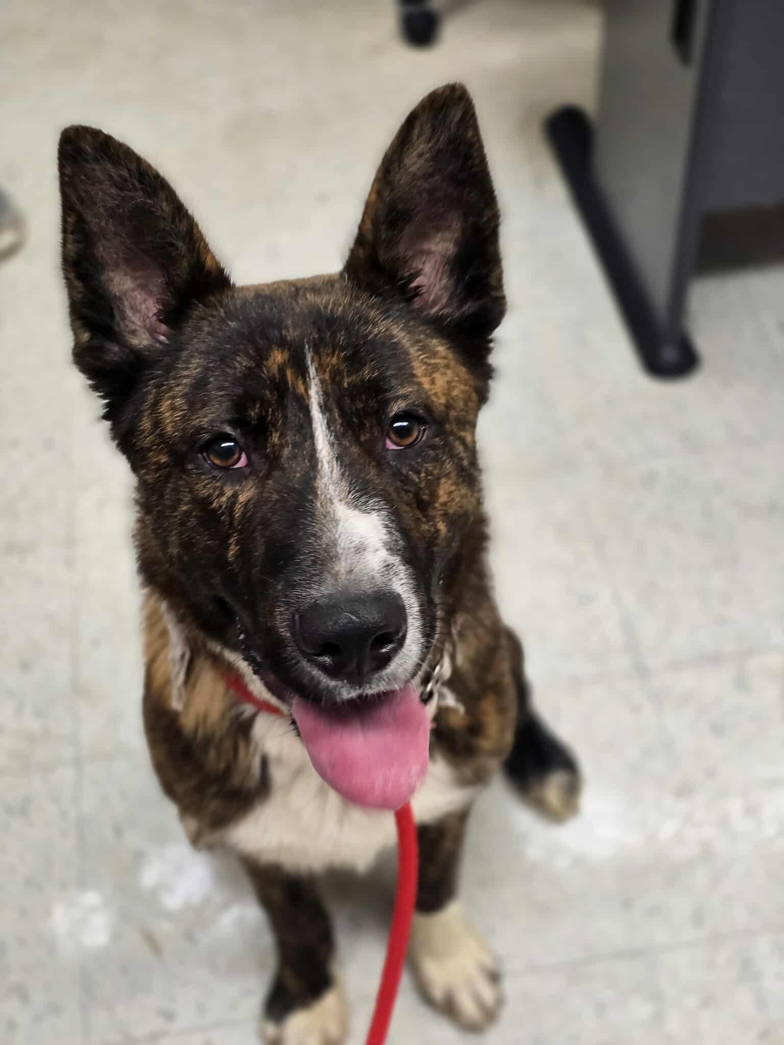 Ron Weasley, Adoptable, Young Male Shepherd.