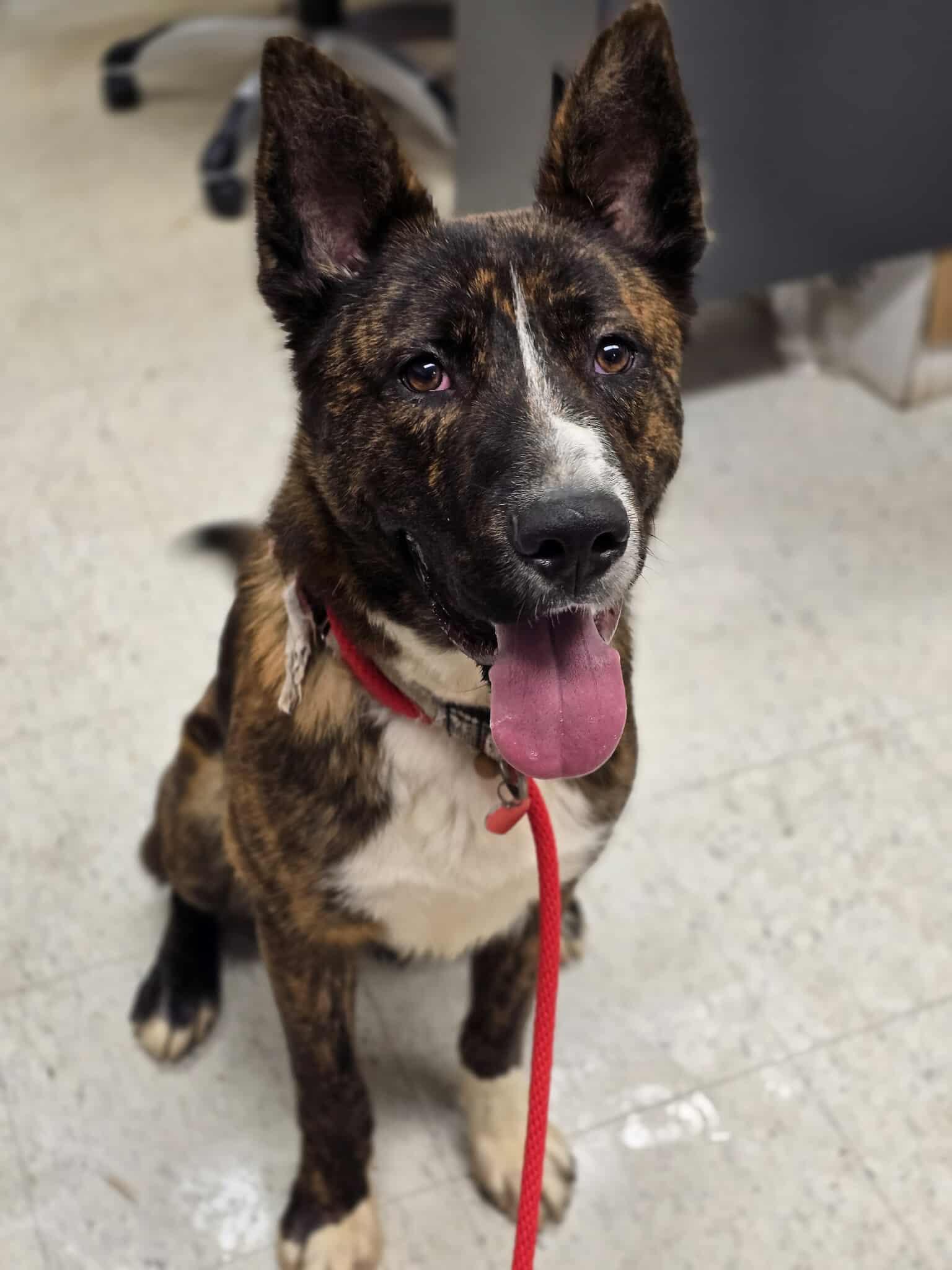 Enlarge Ron Weasley, a Adoptable mixed breed in Grants Pass, OR image 2/3