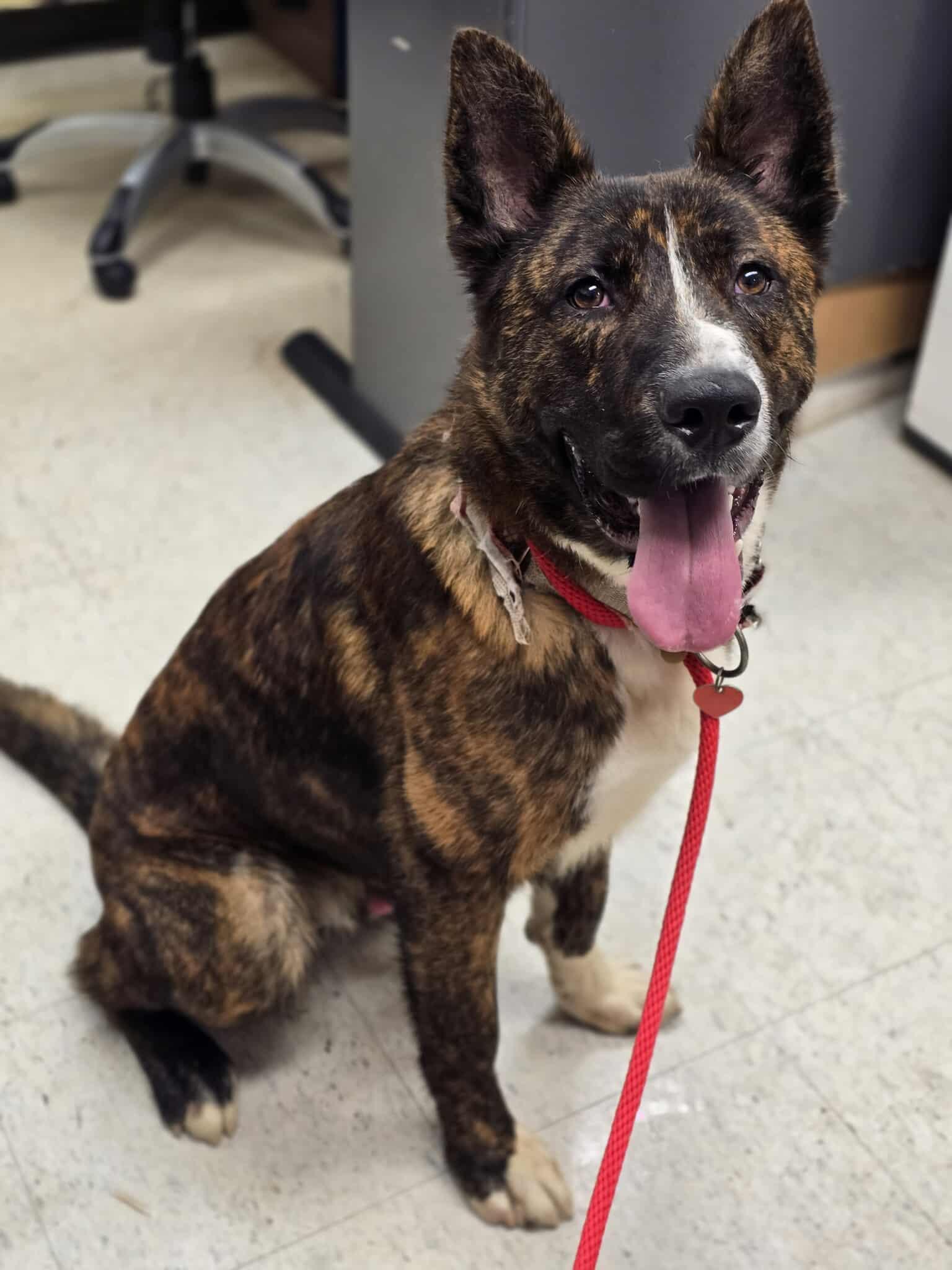 Enlarge Ron Weasley, a Adoptable mixed breed in Grants Pass, OR image 3/3