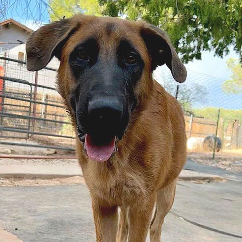 Enlarge Gunther, a Adoptable German Shepherd Dog in Cottonwood, AZ image 1/3