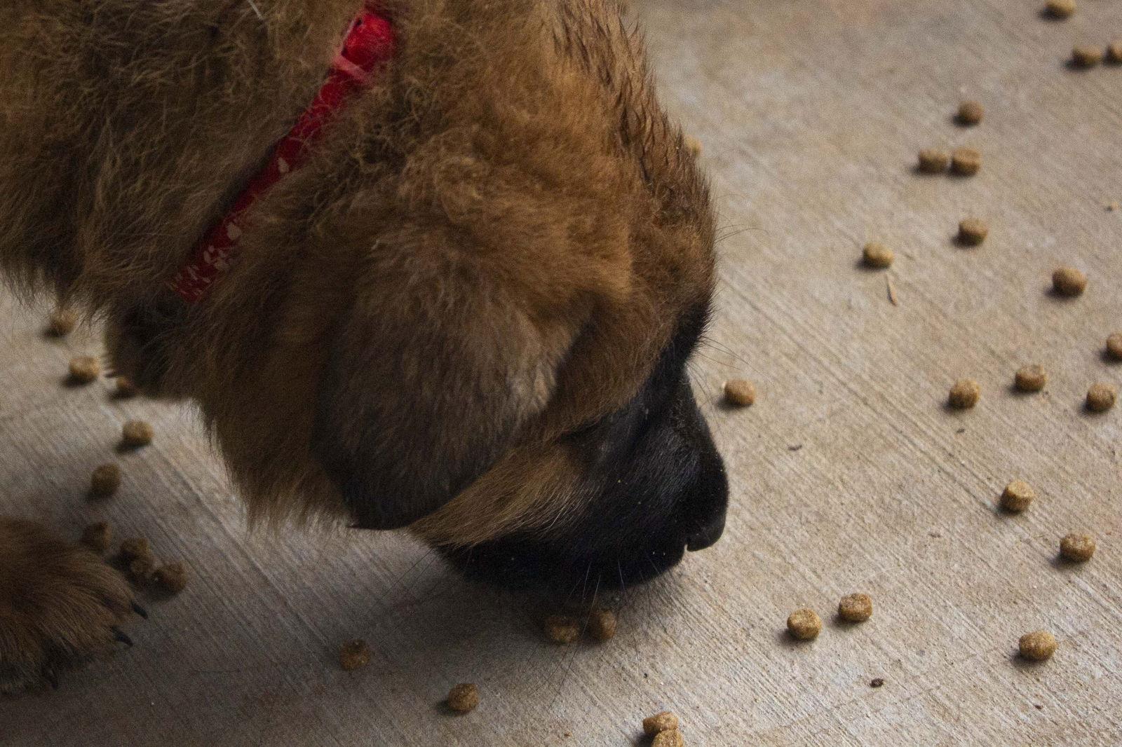 Enlarge Gunther, a Adoptable German Shepherd Dog in Cottonwood, AZ image 2/3