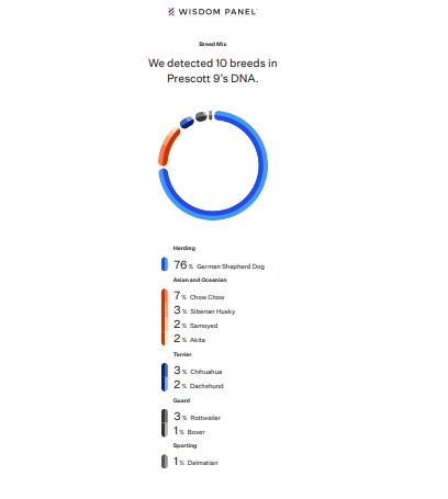 Enlarge Gunther, a Adoptable German Shepherd Dog in Cottonwood, AZ image 3/3