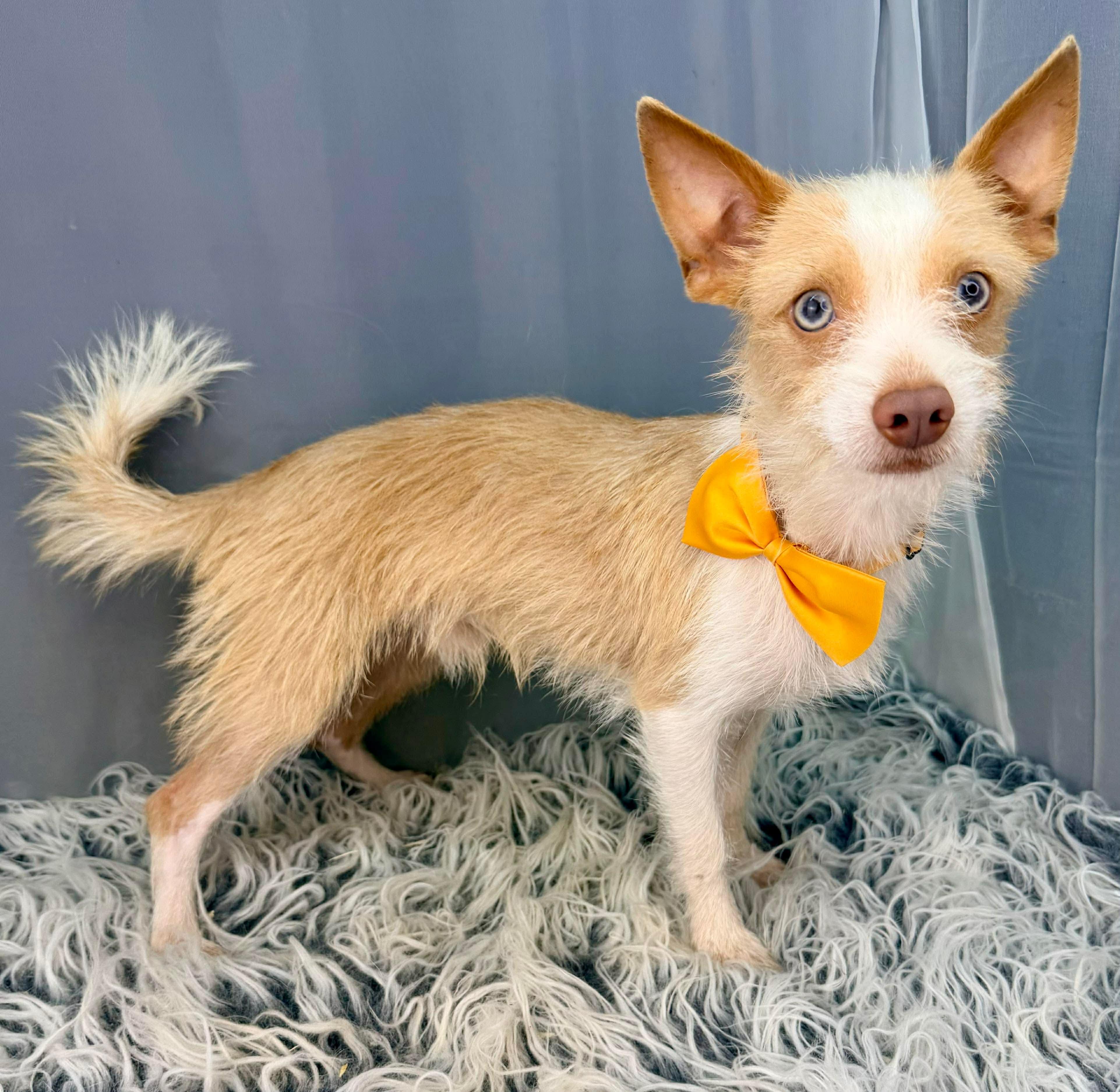 Enlarge Tuxley, a Adoptable mixed breed in Jackson, MI image 6/6