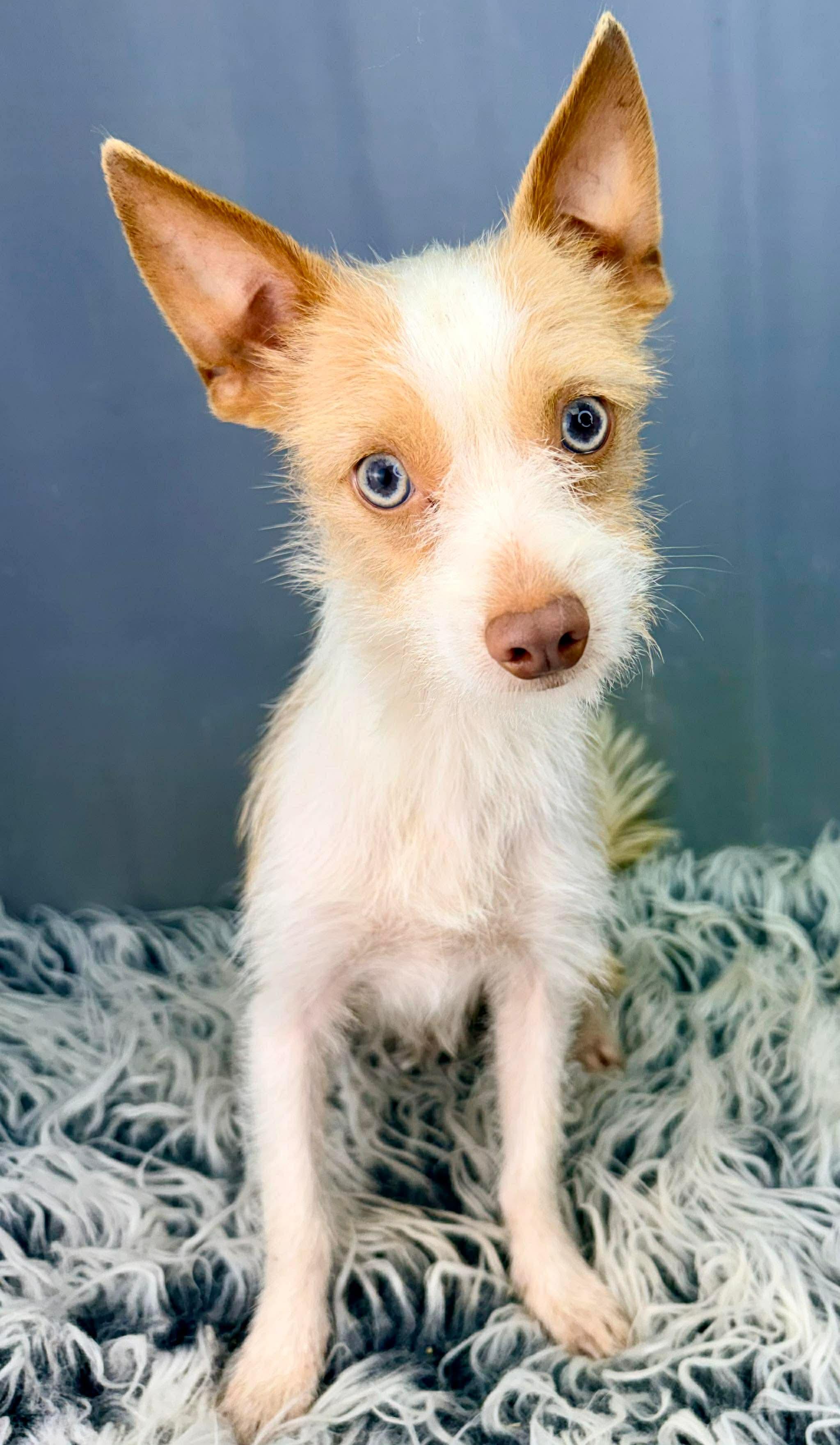 Enlarge Tuxley, a Adoptable mixed breed in Jackson, MI image 5/6