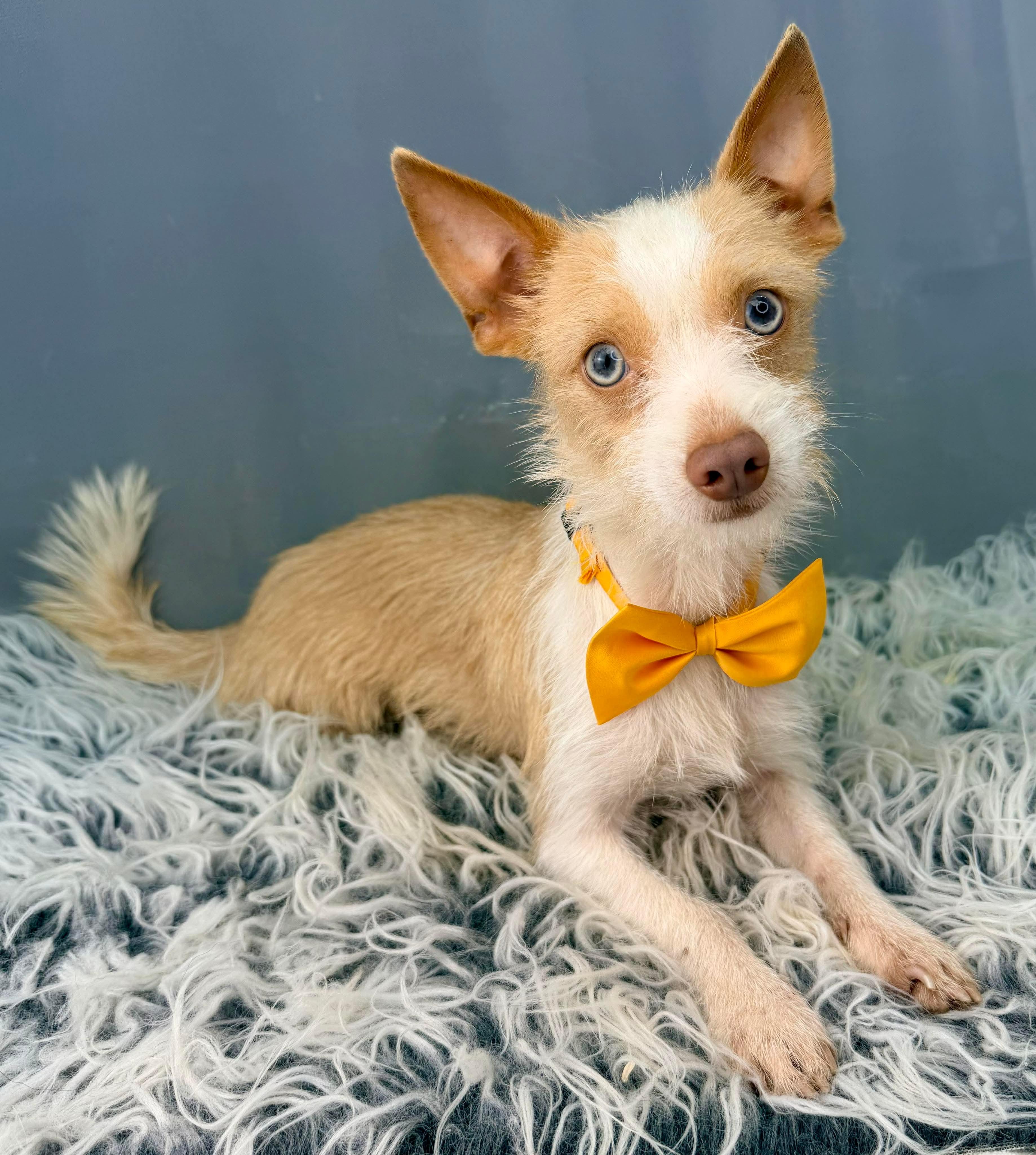 Enlarge Tuxley, a Adoptable mixed breed in Jackson, MI image 4/6