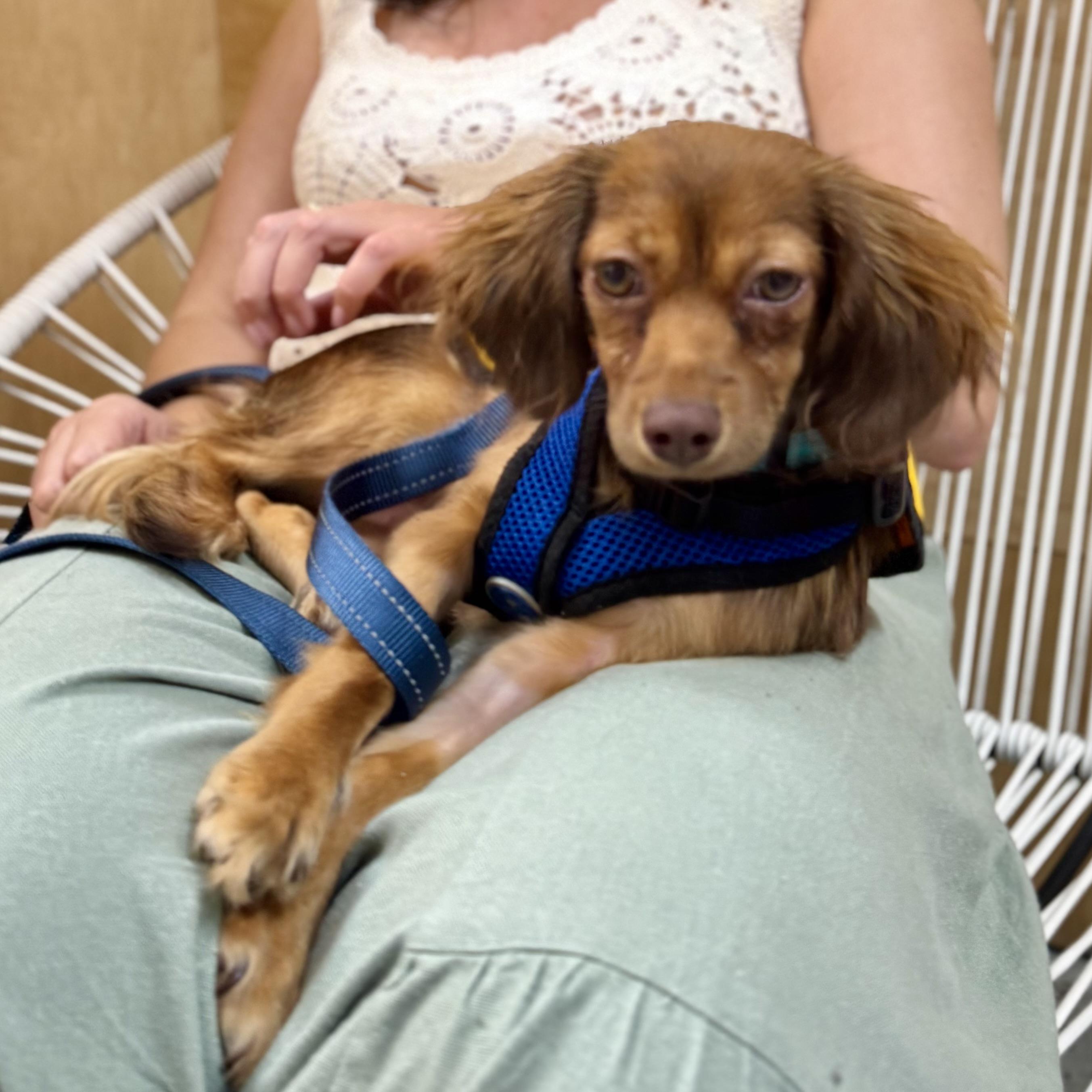 Maldives, a Adoptable mixed breed in Chatham, NJ image 1/3
