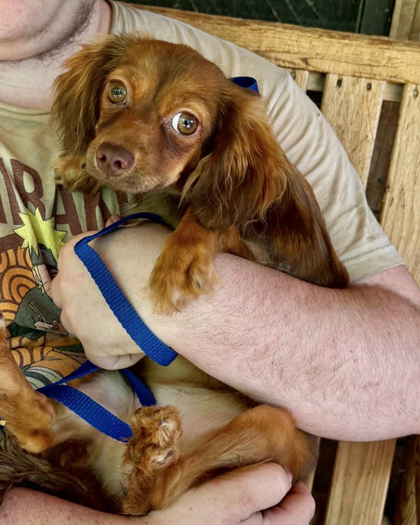 Maldives, a Adoptable mixed breed in Chatham, NJ image 2/3