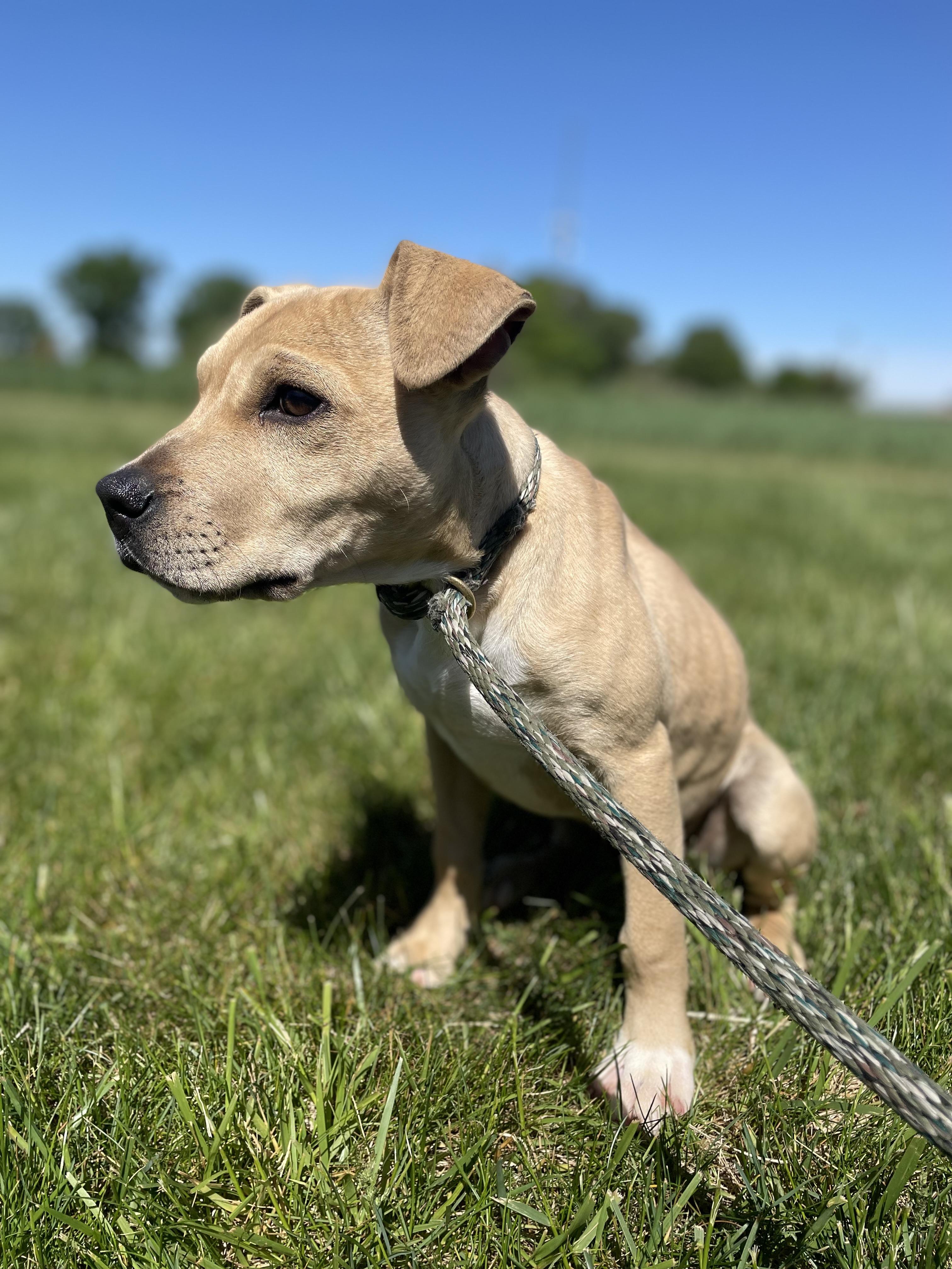 Enlarge Waffles, a Adopted  in Shorewood, IL image 3/5