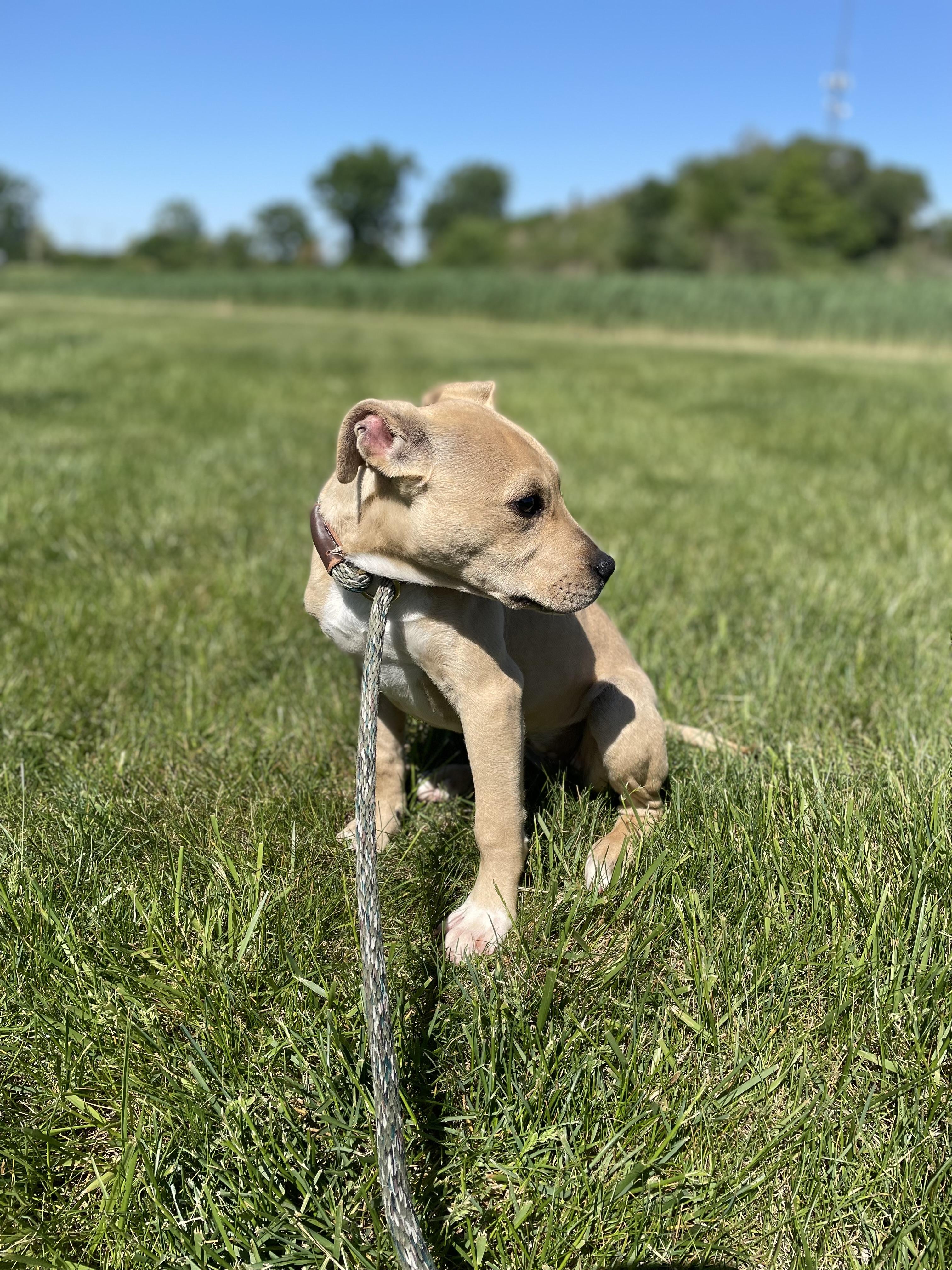 Enlarge Waffles, a Adopted  in Shorewood, IL image 4/5